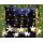 LED Lichtervorhang Sternenvorhang Lichterkette Sterne Deko ~ 7 groe, 32 kleine Sterne