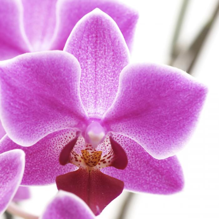 Foto-Paravent Paravent Raumteiler Trennwand M68 ~ 180x120cm, Orchidee