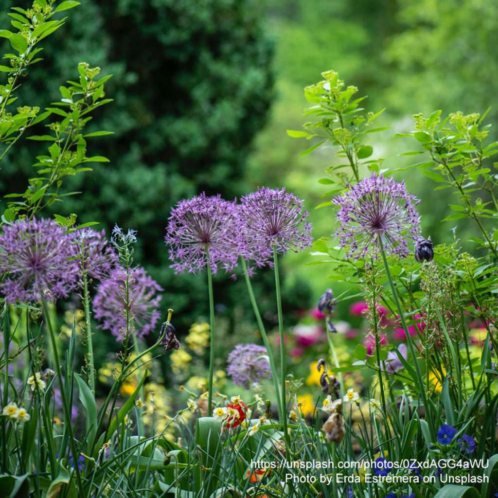 Blumen im Garten