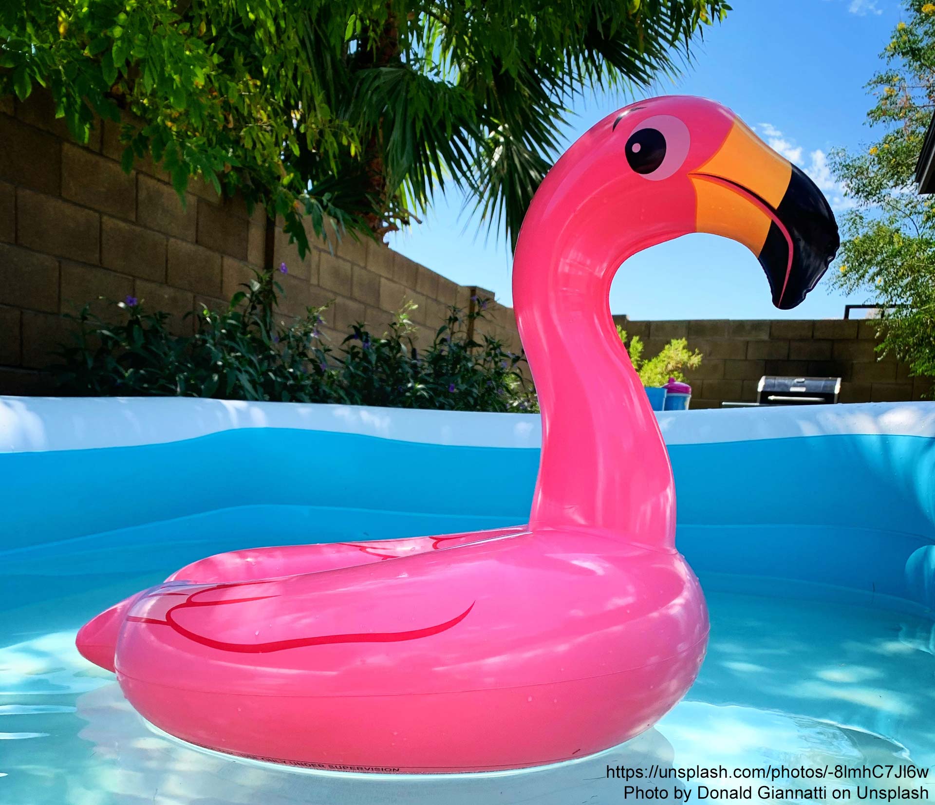 Flamingo im Pool