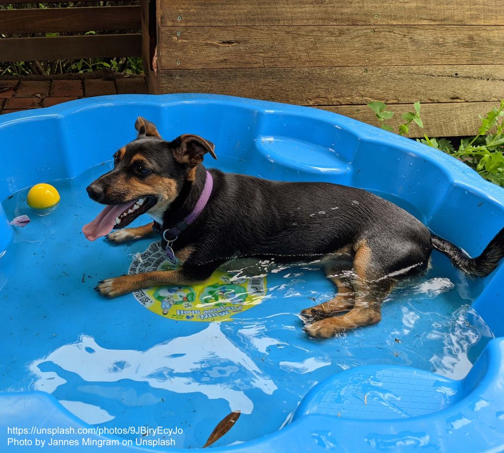 Hund im Kinderbecken