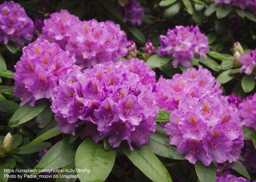 Rhododendronblüten