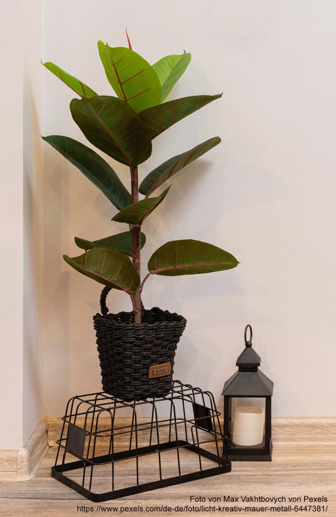 Topfpflanze Ficus