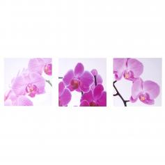 Leinwandbild T376, Wandbild Keilrahmenbild Kunstdruck, 3-teilig 150x50cm ~ Orchidee