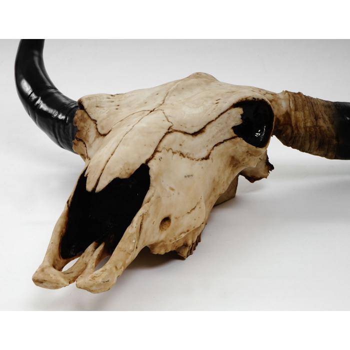 Deko Schdel 45cm HWC-T454, Polyresin Stier Bulle Longhorn Kopf Trophe, In-/Outdoor ~ naturfarben