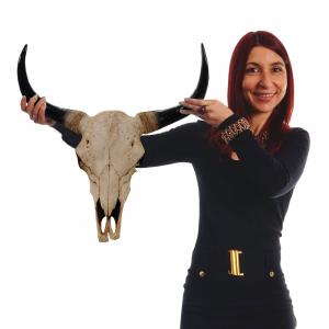 Deko Schdel 45cm HWC-T454, Polyresin Stier Bulle Longhorn Kopf Trophe, In-/Outdoor ~ naturfarben