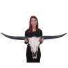 Deko Schdel 132cm HWC-A14, Polyresin Stier Bulle Longhorn Kopf Trophe, In-/Outdoor ~ naturfarben