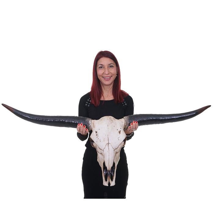 Deko Schdel 132cm HWC-A14, Polyresin Stier Bulle Longhorn Kopf Trophe, In-/Outdoor ~ naturfarben