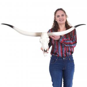 Deko Kuhschdel HWC-D32, Stierkopf Bulle Tierkopf Longhorn Trophe, Polyresin 103x43x11cm