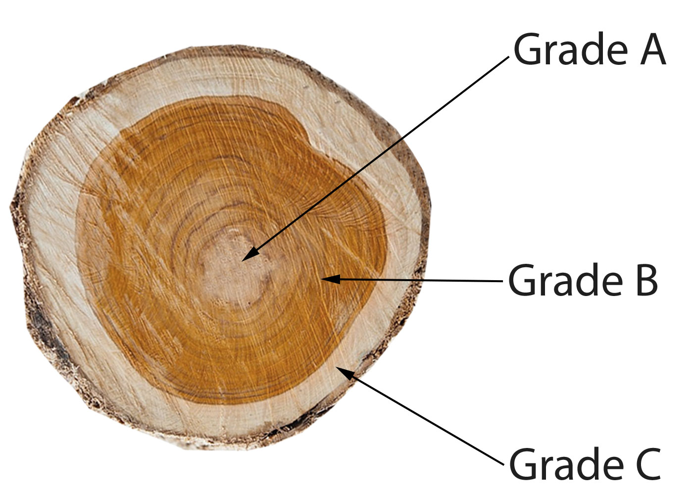 Teak-Holz Querschnitt und Klassifizierung